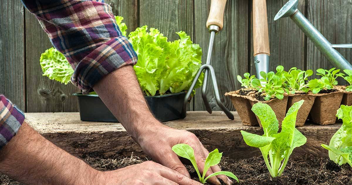 ¡Los Vegetales Orgánicos: Una Deliciosa y Saludable Elección!